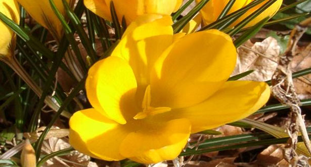 foto Crocus